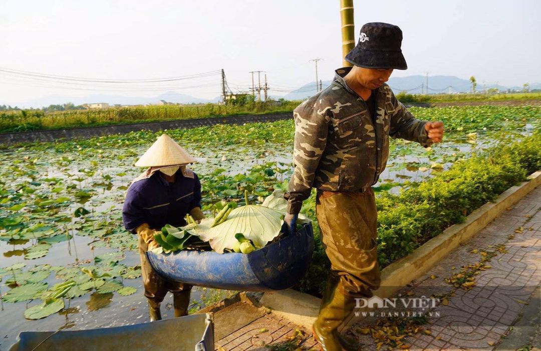 Mỗi ngày, vợ chồng chị Thế hái khoảng 500 bông hoa sen. Hoa sen được khách đặt hàng rất nhiều. Ảnh: Đ.T