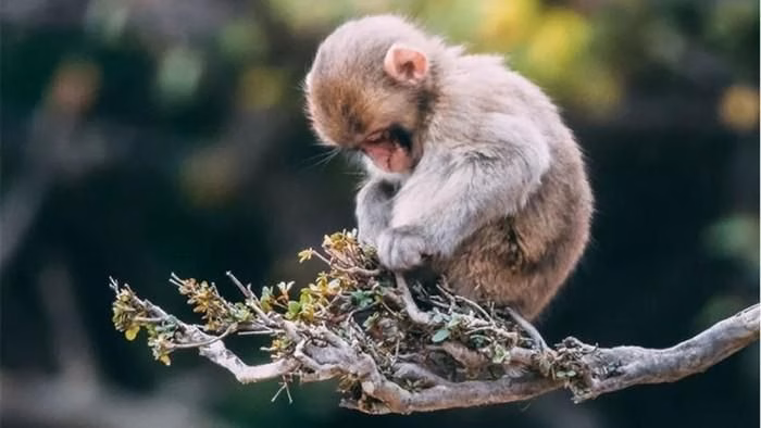 Sự nhạy bén và đầu óc ứng biến giúp tuổi Thân dễ dàng thành công trong môi trường cạnh tranh.